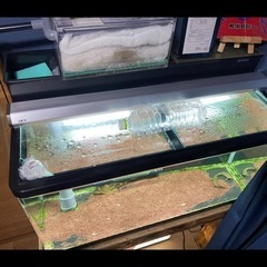 水槽売ります！の画像