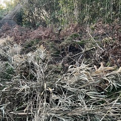 切った木の画像