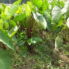 里芋1ｋｇの画像