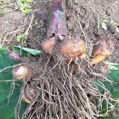 里芋1ｋｇの画像