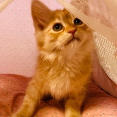 3兄妹一緒限定で迎えて下さる方