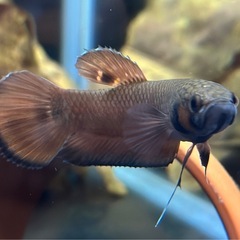 ワイルドベタ マクロストマ ♂のみの画像