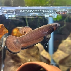 ワイルドベタ マクロストマ ♂のみの画像