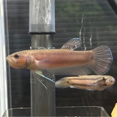 ワイルドベタ マクロストマ ♂のみの画像