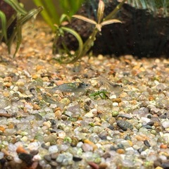 ブルージェリーシュリンプの画像