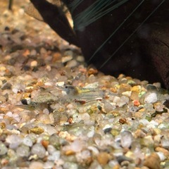 ブルージェリーシュリンプの画像