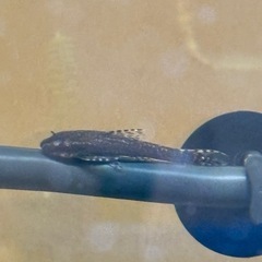 ブルージェリーシュリンプの画像