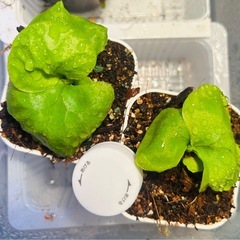 リドレイ　胞子培養株の画像