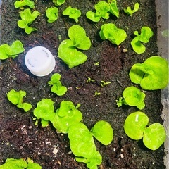 リドレイ　胞子培養株の画像