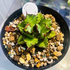 アガベ チタノタ 姫厳竜 の画像