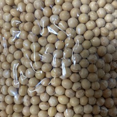 熊本県産　大豆　フクユタカ　1kg 在庫2の画像
