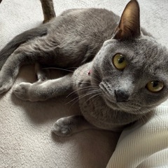 大人しい性格のグレー猫