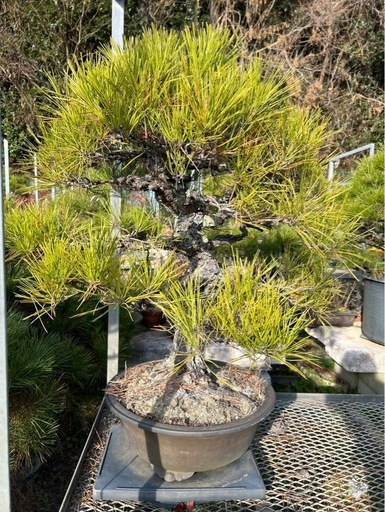 太幹・岩付き黒松盆栽／存在感抜群の逸品 2025年最新】黒松盆栽の人気アイテム - メルカリ 太幹・岩付き黒松盆栽