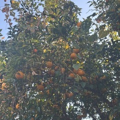 柚子１５個⑦の画像