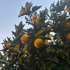 柚子１５個⑦の画像