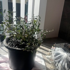 オペルクリカリア   パキプスの画像