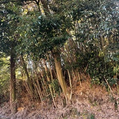 尾道市高須町土地(無料
)の画像