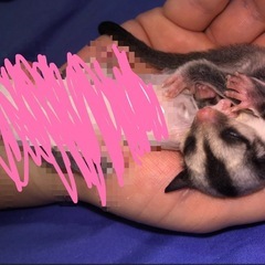 ノーマルpossible hetクリミノ ♂ の画像