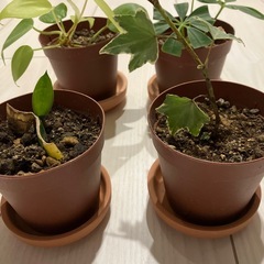 植物🪴4種の画像
