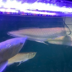 ブラックアロワナの画像