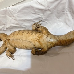 【お取引き中】オオトカゲ　剥製の画像