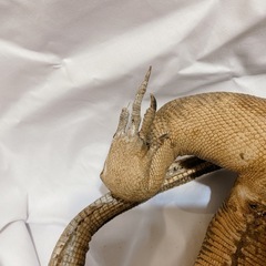 【お取引き中】オオトカゲ　剥製の画像