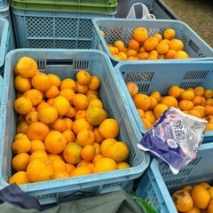 🍊【農家直送！味に12/13土曜日限定浜寺公園販売　自信あり】有田みかん 訳あり品お得販売！ の画像