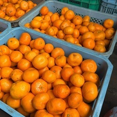 🍊【農家直送！味に12/13土曜日限定浜寺公園販売　自信あり】有田みかん 訳あり品お得販売！ の画像