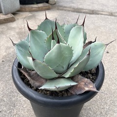 アガベ パリー トランカータ 大きめ株の画像
