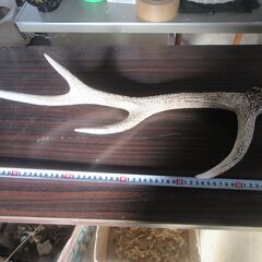 鹿角　ペット用(犬)にの画像