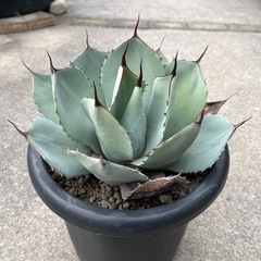 アガベ パリー トランカータ 大きめ株の画像