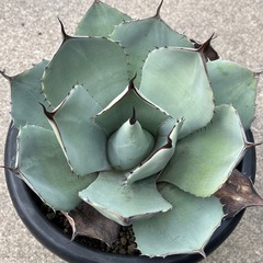 アガベ パリー トランカータ 大きめ株の画像