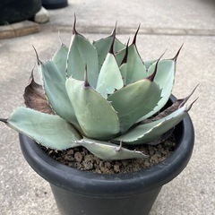 アガベ パリー トランカータ 大きめ株の画像
