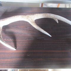 鹿角　ペット用(犬)にの画像