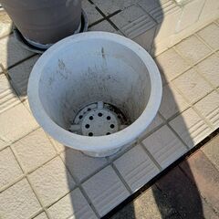 プランター　12月15日(月)処分の画像