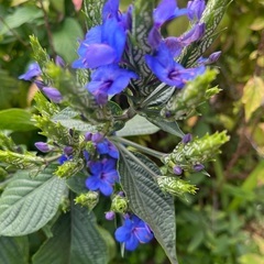 瑠璃花笠の画像