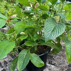 瑠璃花笠の画像