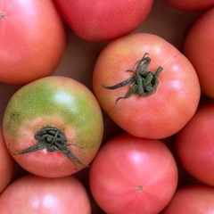 トマトMサイズ1個の画像