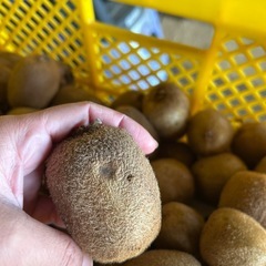 グリーンキウイの画像