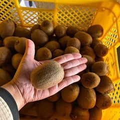 グリーンキウイの画像