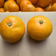 激安　みかん　とびしま　サイズ大小あり　10キロの画像