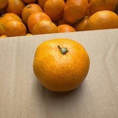 激安　みかん　とびしま　サイズ大小あり　10キロの画像
