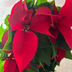 ポインセチア 5号鉢の画像