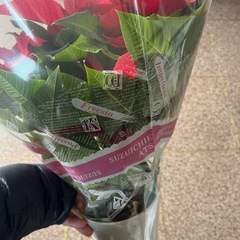ポインセチア 5号鉢の画像