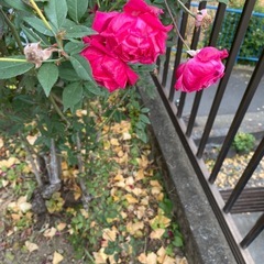 四季咲きのバラ差し上げますの画像