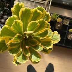 ユーフォルビアポイゾニー錦の画像