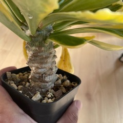 ユーフォルビアポイゾニー錦の画像