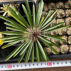 パキポディウムラメリー
の画像