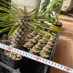 パキポディウムラメリー
の画像