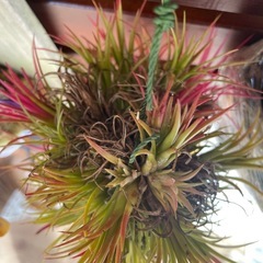 イオナンタボール・チランジアの画像